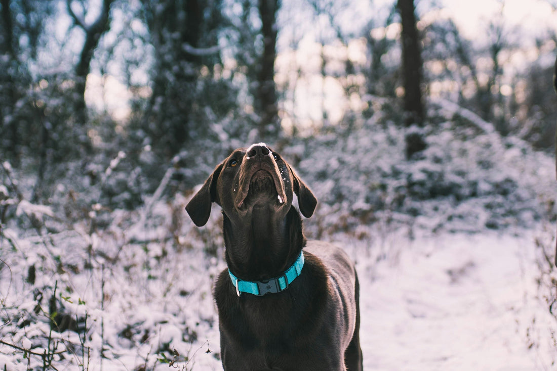 blue dog collar on black dog in the snow