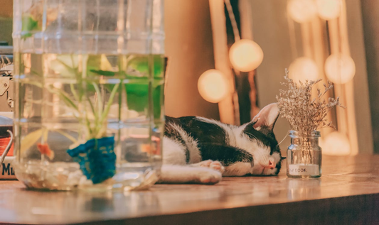 a pet lying on the title with print on demand pet item in the foreground