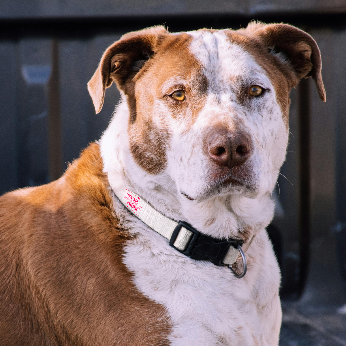 Pet Collar 16" - 20" Small - Medium