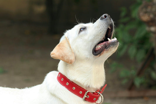 customized red collar on white dog