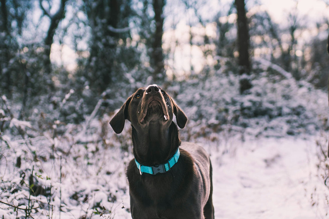 light blue Custom dog collars